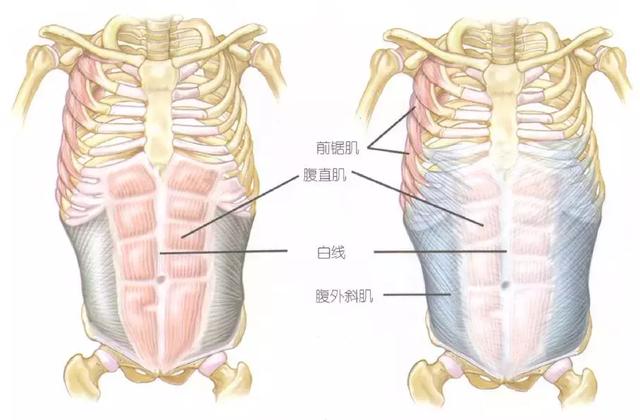 提问答疑：腹肌要坚持多久？